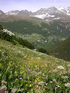Wildlfowers and view above Les Haudères © John Muddeman